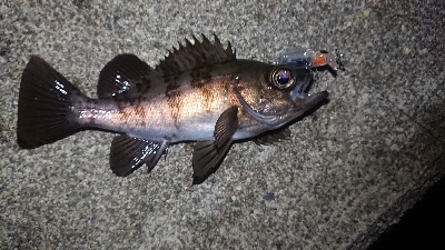 短時間で爆釣！