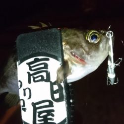 ジグパラメバリング！！