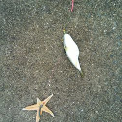 やっと釣れた！！