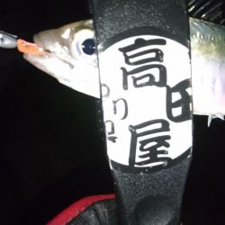 雨が上がったのでアジング！！