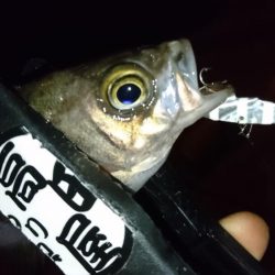 今夜もジグパラ