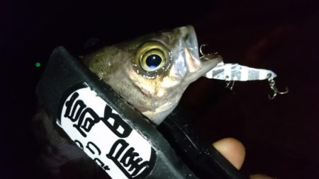 今夜もジグパラ