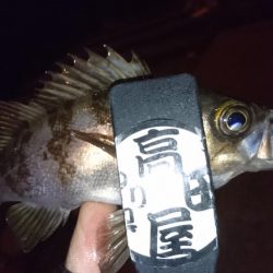 ジグパラメバリング！！