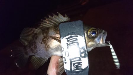 ジグパラメバリング！！