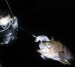 短時間で爆釣！