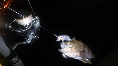 短時間で爆釣！