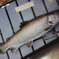 フィッシングレイクたかみや 釣果