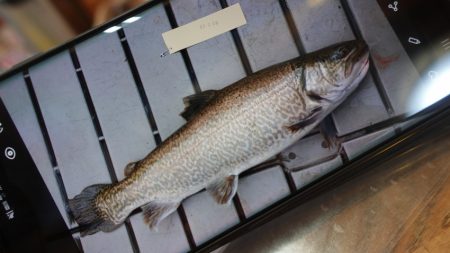 フィッシングレイクたかみや 釣果