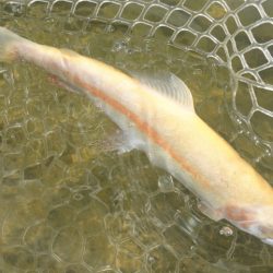 フィッシングレイクたかみや 釣果