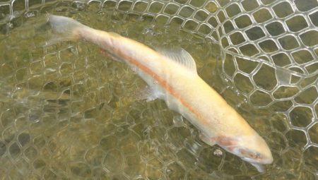 フィッシングレイクたかみや 釣果