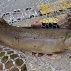 フィッシングレイクたかみや 釣果