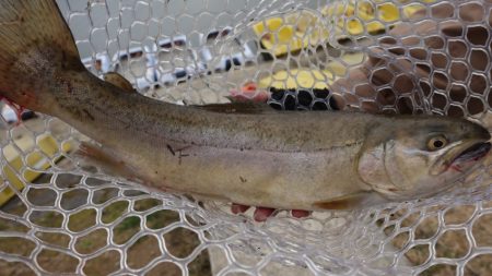 フィッシングレイクたかみや 釣果