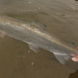 フィッシングレイクたかみや 釣果
