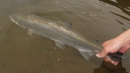 フィッシングレイクたかみや 釣果