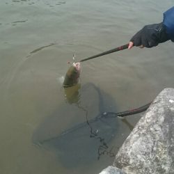 フィッシングエリア帝釈 釣果