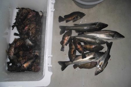 ルアー船マヒマヒ 釣果