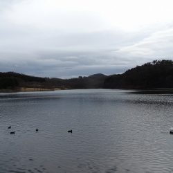 志高湖フィッシング 釣果