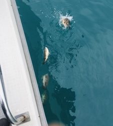 シーモンキー 釣果