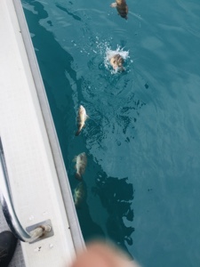 シーモンキー 釣果