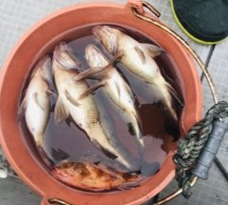 シーモンキー 釣果