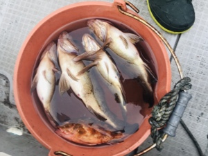 シーモンキー 釣果