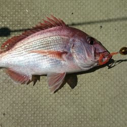 FISHING RISKY 釣果