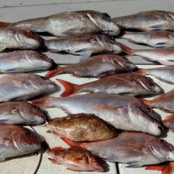 タイラバ遊漁船 ワンピース 釣果