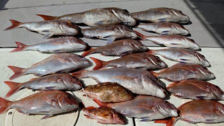 タイラバ遊漁船 ワンピース 釣果