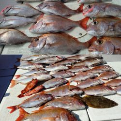 タイラバ遊漁船 ワンピース 釣果