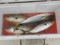 釣船 キティ 釣果