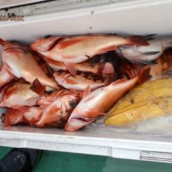 第二むつ漁丸 釣果