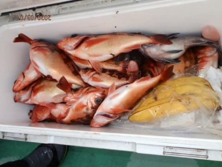 第二むつ漁丸 釣果