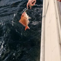 遊漁船 ニライカナイ 釣果