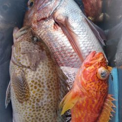 遊漁船 新鋭丸 釣果