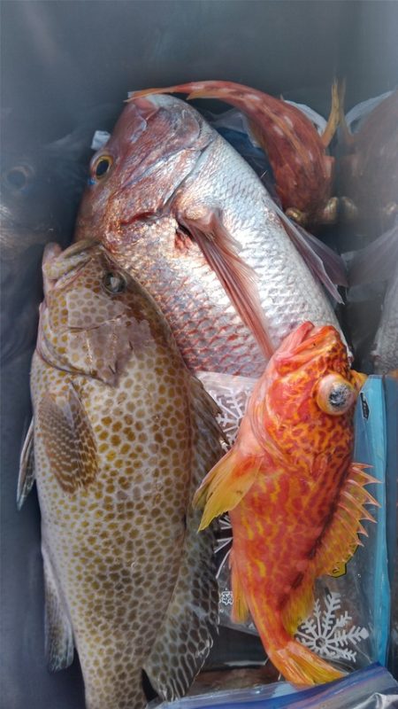 遊漁船 新鋭丸 釣果