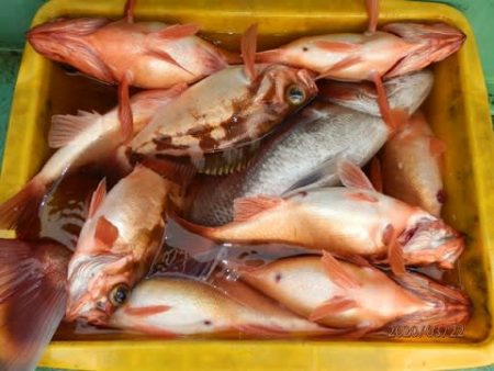 第二むつ漁丸 釣果