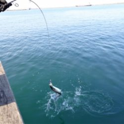 鯛紅丸 釣果