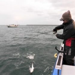 鯛紅丸 釣果