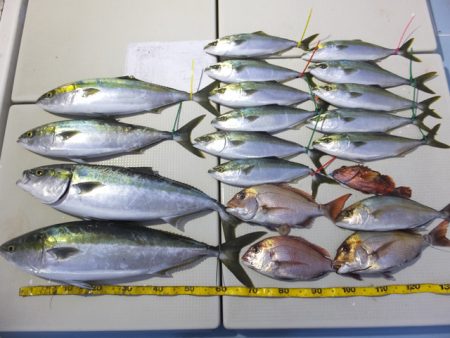 Hit Rush(ヒット ラッシュ） 釣果…