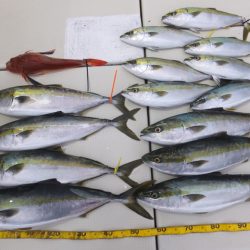 Hit Rush(ヒット ラッシュ) 釣果