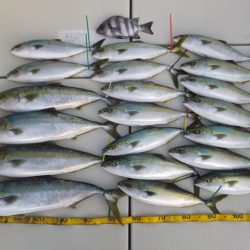 Hit Rush(ヒット ラッシュ) 釣果