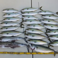 Hit Rush(ヒット ラッシュ) 釣果