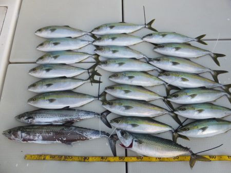 Hit Rush(ヒット ラッシュ） 釣果…