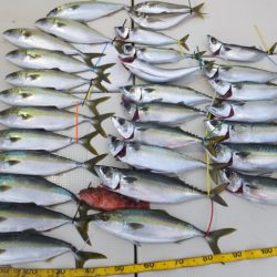 Hit Rush(ヒット ラッシュ) 釣果