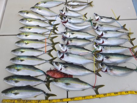 Hit Rush(ヒット ラッシュ） 釣果…