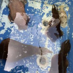 釣船 浦島太郎 釣果