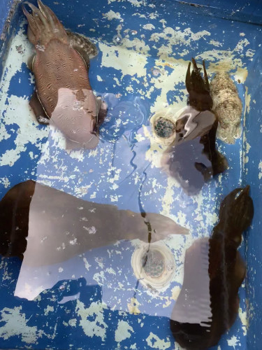 釣船 浦島太郎 釣果