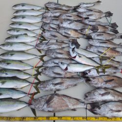 Hit Rush(ヒット ラッシュ) 釣果