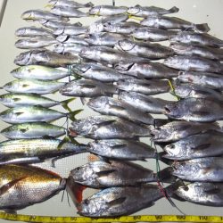 Hit Rush(ヒット ラッシュ) 釣果