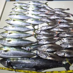 Hit Rush(ヒット ラッシュ) 釣果